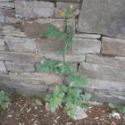 Smooth Sow Thistle?
