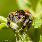 Jumping spider