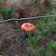 Fly Agaric