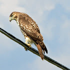 Red-tailed Hawk (looking for prey)