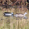 Cotton Pygmy-goose (male & female)