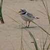 Piping plover