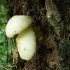 Fungi (Flowerpot parasol )