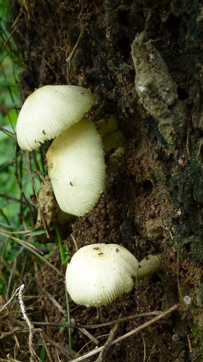 Fungi (Flowerpot parasol )