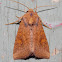 American Ear Moth - typical