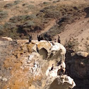 Cormorant rock