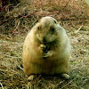 Groundhog, woodchuck, or land-beaver