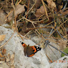 Asian Admiral or Indian Red Admiral