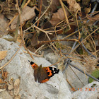 Asian Admiral or Indian Red Admiral