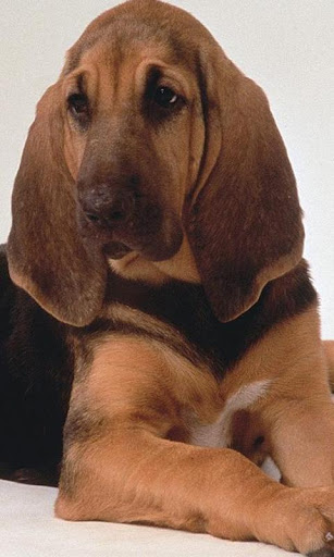 Bloodhounds Jigsaw Puzzle