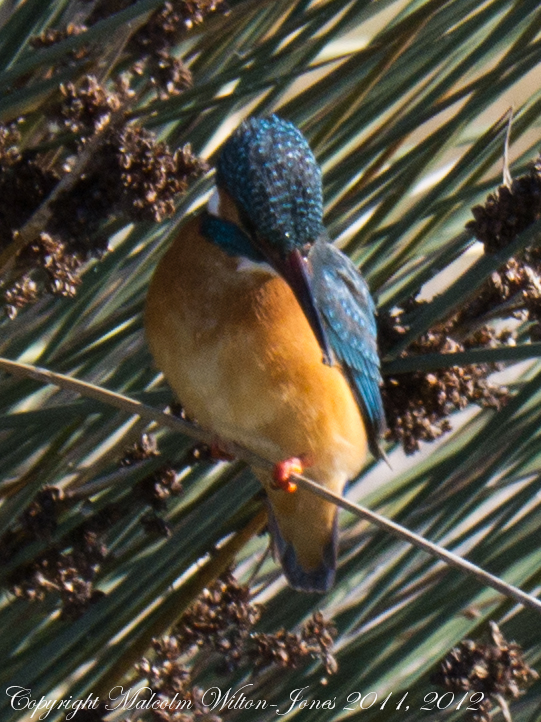 Kingfisher; Martín Pescador