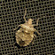 Rough Stink Bug