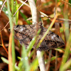 Velvetbean Caterpillar Moth