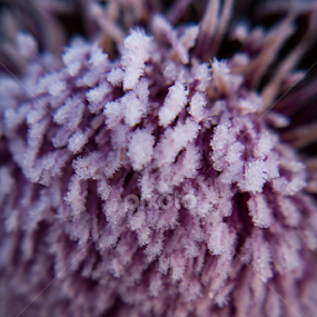 First Frost by Leona St.Louis - Nature Up Close Other plants