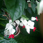 Bleeding Heart Vine