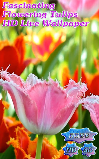 3D Fascinating Tulips Free