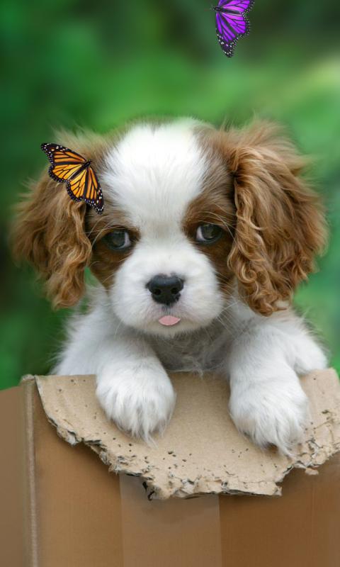  Cute  puppy  live  wallpaper  Android Apps on Google Play