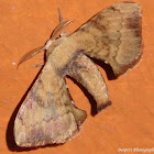Bombycid Silk Moth