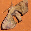 Bombycid Silk Moth