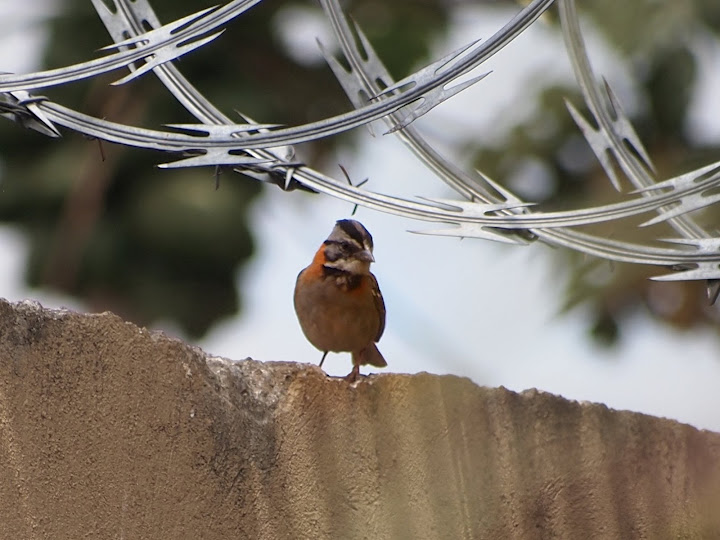 Rufous-Collared Sparrow