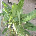 Plantain / Banana