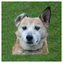 Dog whistle – trainer for dog logo
