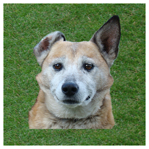 Dog whistle - trainer for dog 1.3.2