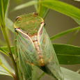 Entomologica of Queensland