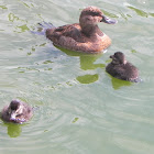 Ruddy Duck