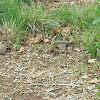 Mourning Dove (adult pair with fledgling)