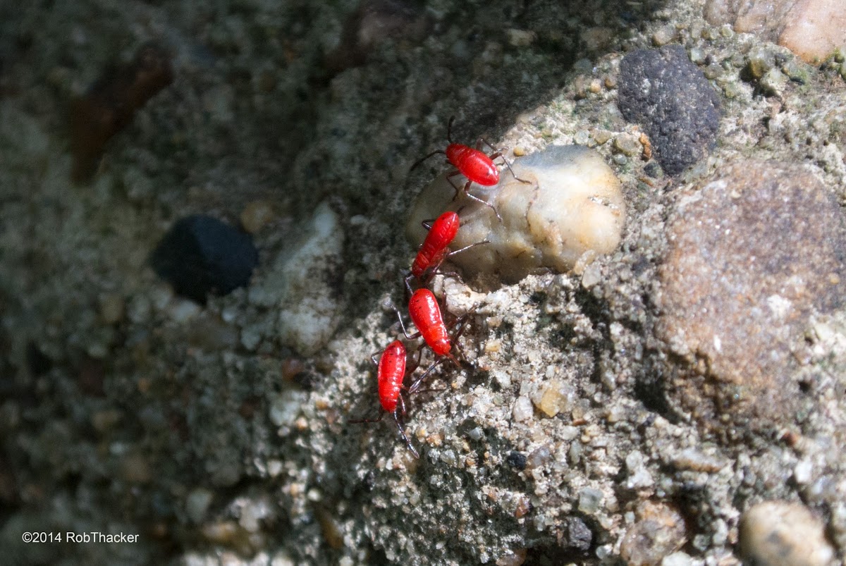 Kapok Bug (nymphs)