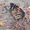 Monarch Butterfly