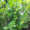 Gooseberry, Stachelbeere