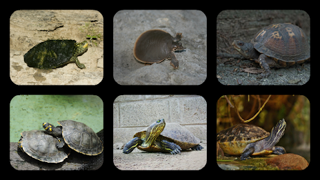 Turtle Jigsaw Puzzles by Don Becker poster 1