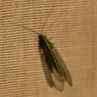 common green lacewing