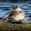 Northern Pintail Duck (Pair)