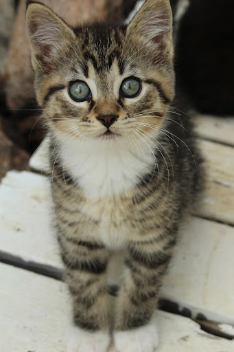 A Picture of a Kitten