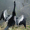 Anhinga