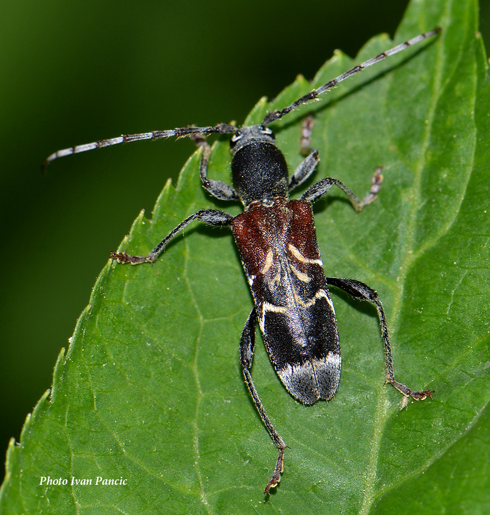 Rufous-shouldered longhorn beetle