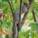 Eastern grey squirrel