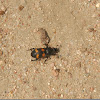 Burying Beetle
