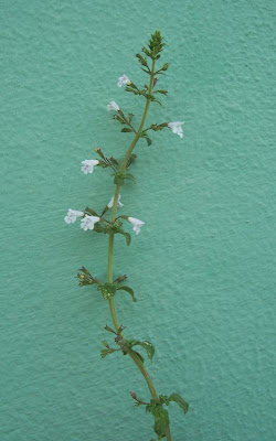 Calamintha nepeta,
calament,
echte Bergminze,
Katzen-Bergthymian,
kleinblütige Bergminze,
lesser calamint,
menthe de montagne,
mentuccia commune,
Mentuccia comune,
Nepetella,
Poleggio selvatico