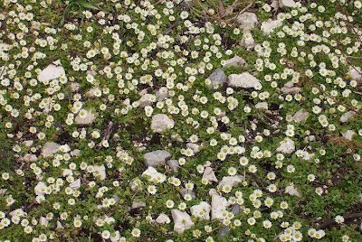 Bellis annua,
Annual Daisy,
Ciuriddu jancu,
Pratolina annuale