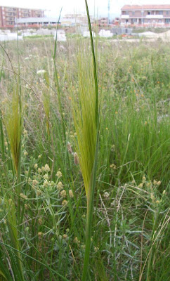 Stipa capensis,
Lino delle fate annuale,
Mediterranean Needle Grass
