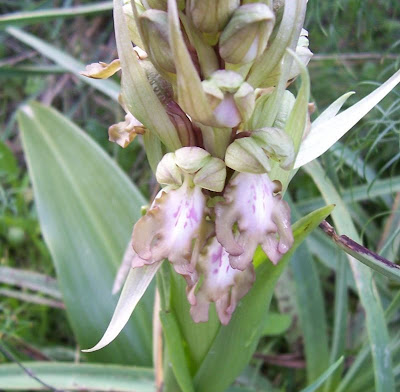 Barlia robertiana,
Barlia,
Giant Orchid