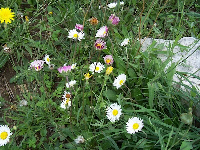 Bellis perennis,
daisy,
English daisy,
European daisy,
Gänseblümchen,
lawn daisy,
lawndaisy,
Margheritina,
Pratolina comune,
Primavera,
pâquerette,
Tausendschön,
vellorita,
Wild Daisy