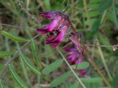 Vicia atropurpurea,
purple vetch,
Purpurwicke,
Veccia rosso-nera,
vesce de Bengale,
vesce pourpre foncé,
veza purpúrea
