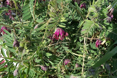 Vicia atropurpurea,
purple vetch,
Purpurwicke,
Veccia rosso-nera,
vesce de Bengale,
vesce pourpre foncé,
veza purpúrea