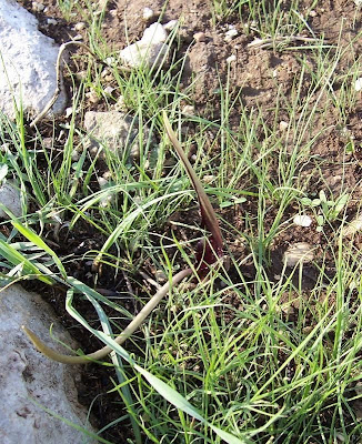 Biarum tenuifolium,
Gigaro a foglie sottili,
Narrow Leaved Biarum