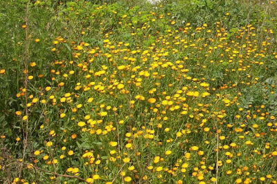 Calendula arvensis,
Acker-Ringelblume,
erva-vaqueira,
field marigold,
field-marigold,
Fiorrancio selvatico,
maravilla del campo,
souci des champs